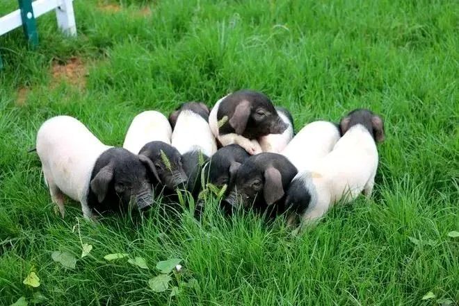 金华两头乌入选国字号名录67