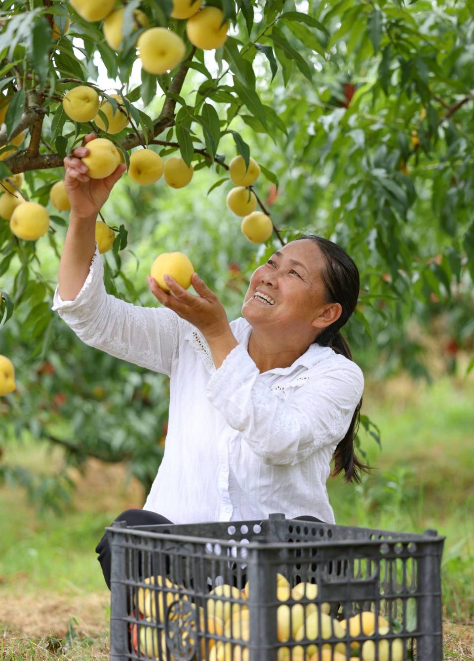 【组图】贵州玉屏:黄桃丰收果农乐