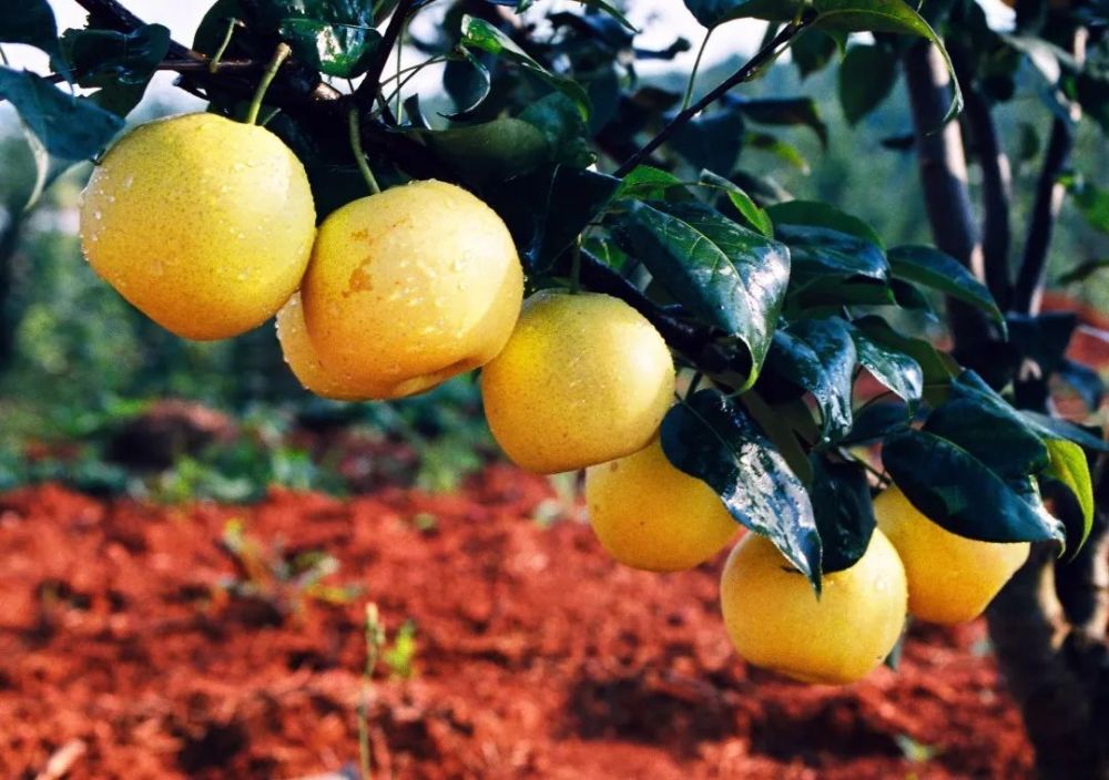 乐享云南|好礼·泸西高原梨_腾讯新闻