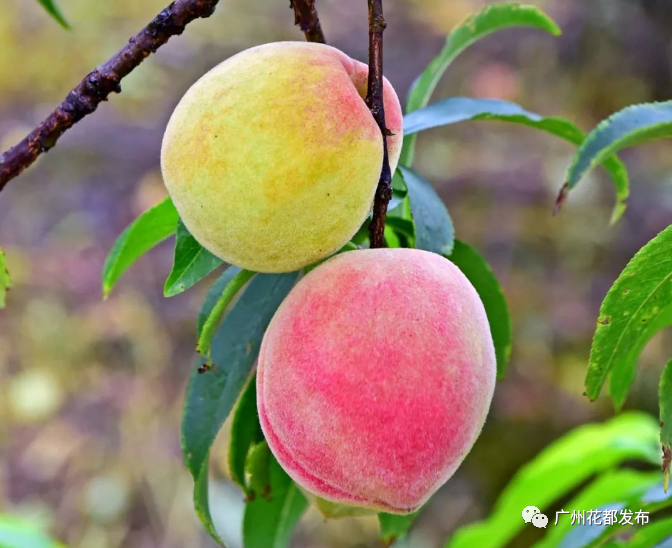 千亩桃园台湾甜桃将于本周六(5月13日)正式开园采摘赶快带上亲朋好友