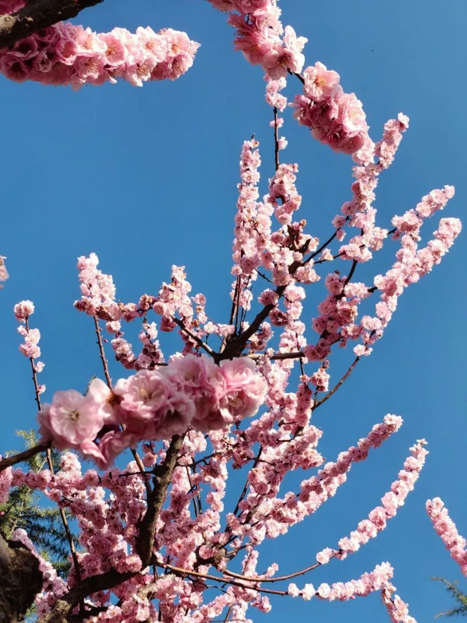 这些春景美到"洗眼睛"6363636363