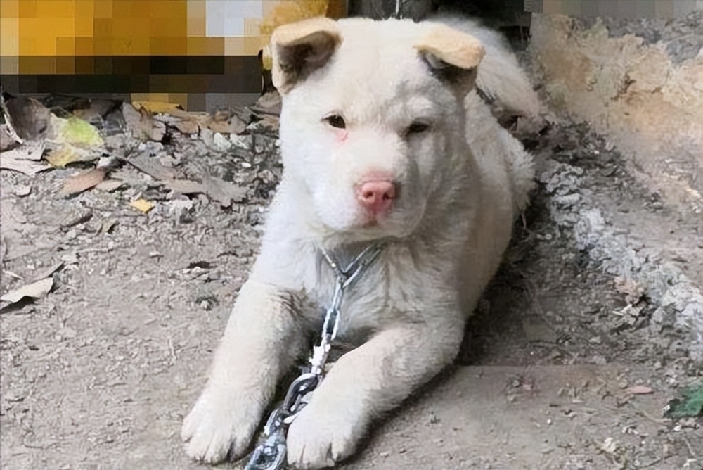 為什麼潮汕大頭狗的飼養率日漸攀升網友養了才知道真香