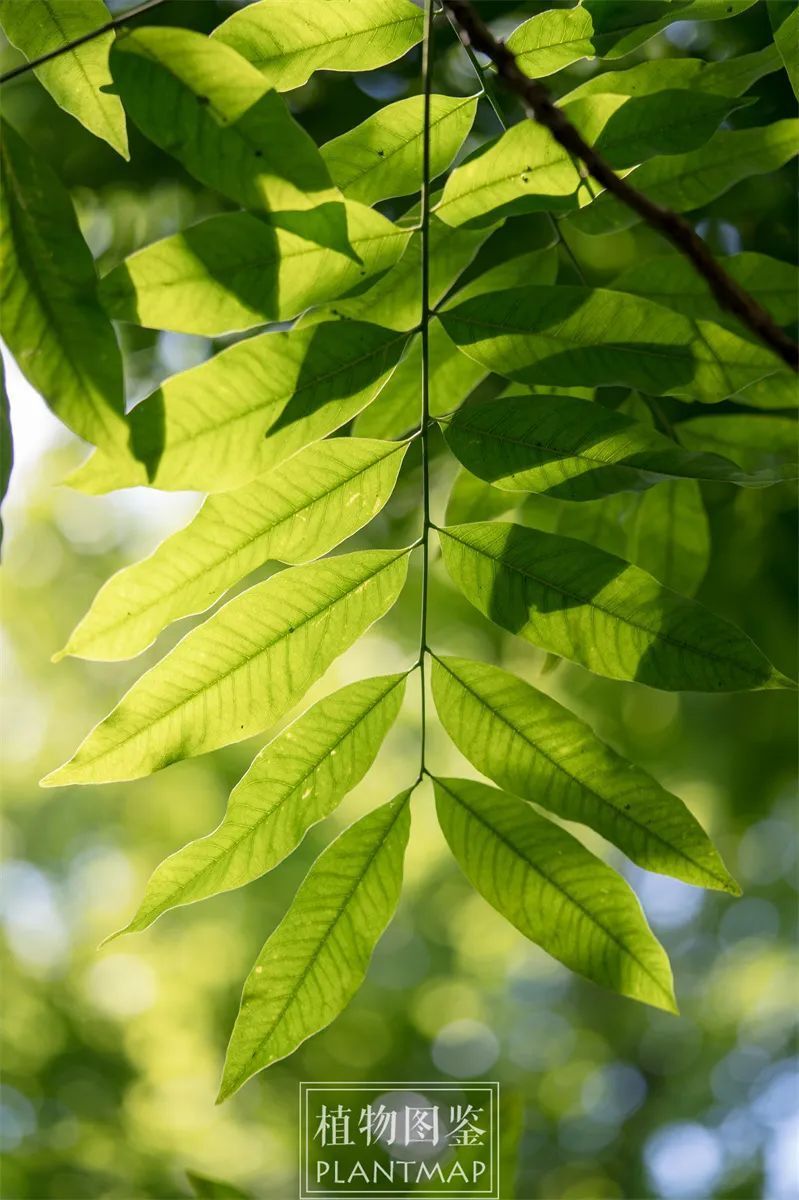 无患子的花雨和它的四季