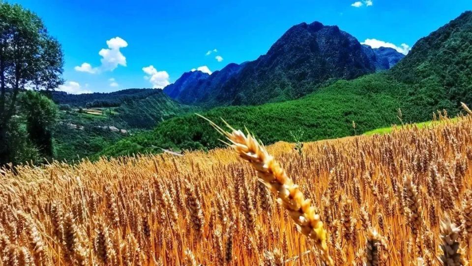 风22吹22麦22浪22 临洮小麦丰收啦!