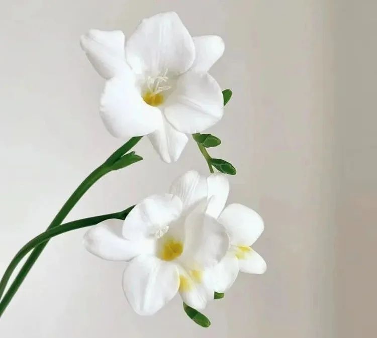 百元拿下!绝美的永生玫瑰花,非遗手工制作,让爱热烈而久远