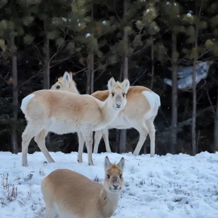 上万只黄羊跨境"中国游",阿尔山开通观看黄羊专线叮叮车,当地:可近距