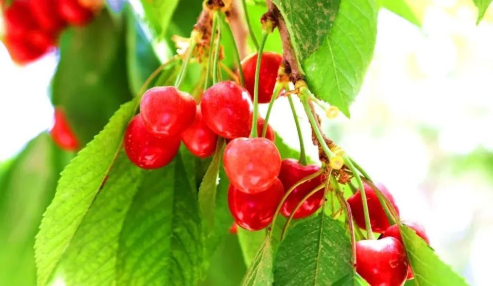 樱桃熟了,莎车县热闹了!"5·19"中国旅游日活动精彩纷呈