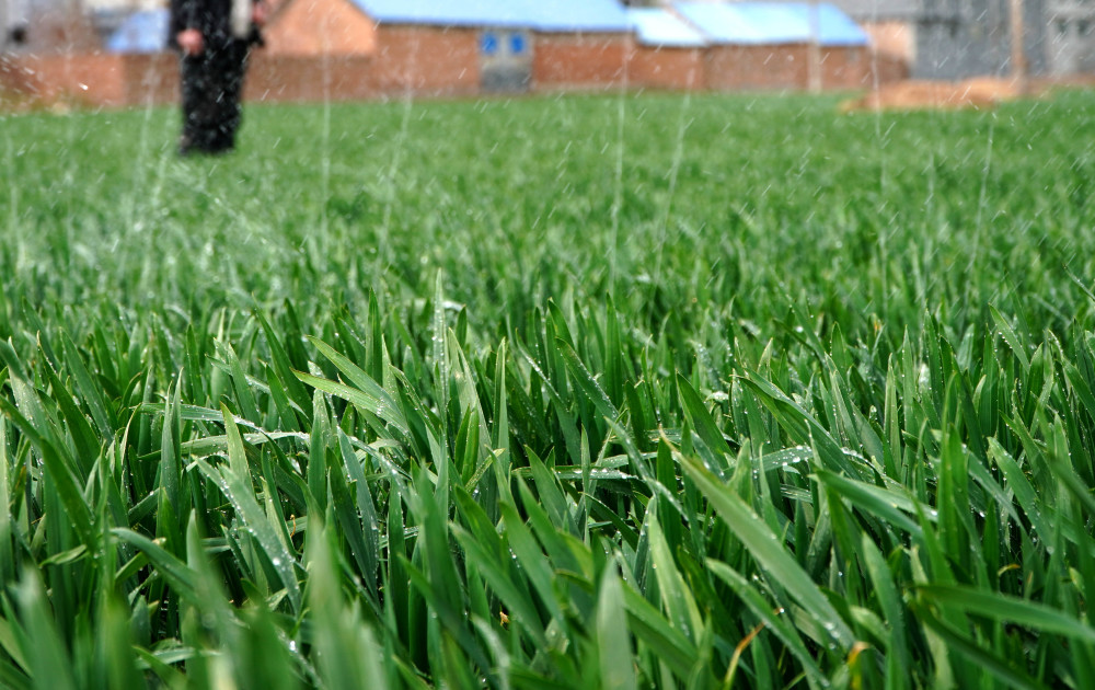 小麦返青浇灌忙_腾讯新闻