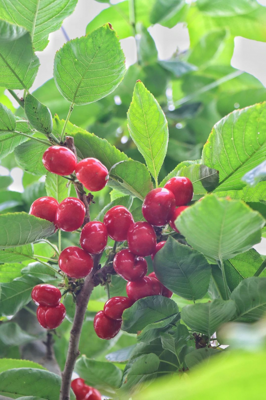 2020年,在小范围试种成功后,李华栋引进了2500棵车厘子果树,通过土壤