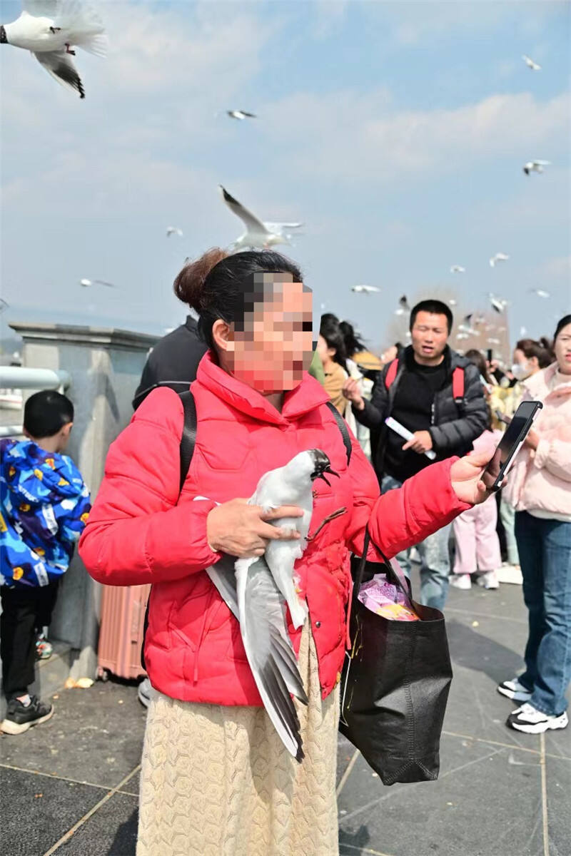滇池大坝又有两名游客抓海鸥拍照!官方:已移交相关部门_腾讯新闻