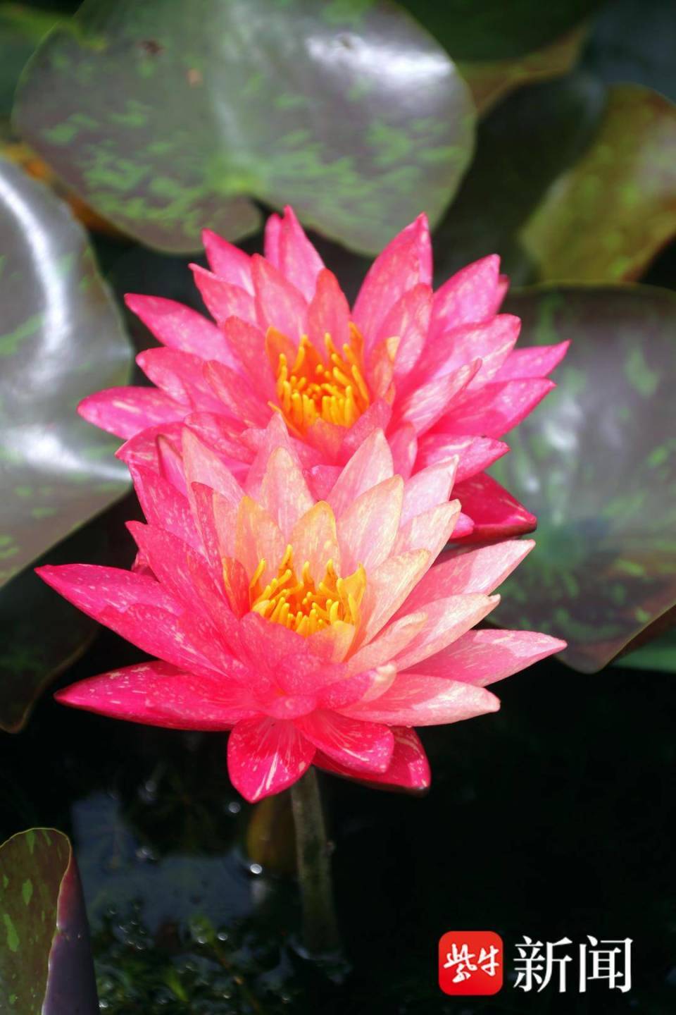 【组图】洪泽湖湿地景区双色睡莲惊艳绽放