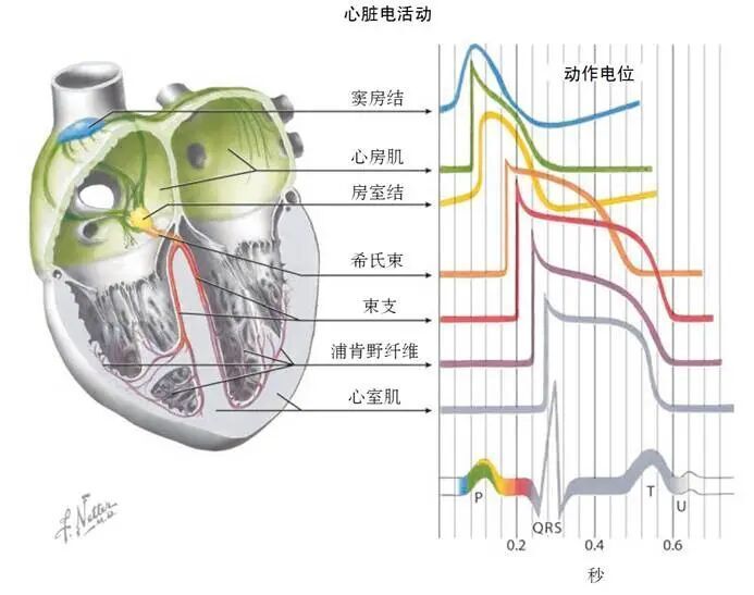 心电图机怎么维护别等“系统报错”才想起维护：一份写给当代打工人的心脏运维指南_https://www.jmylbn.com_新闻资讯_第5张
