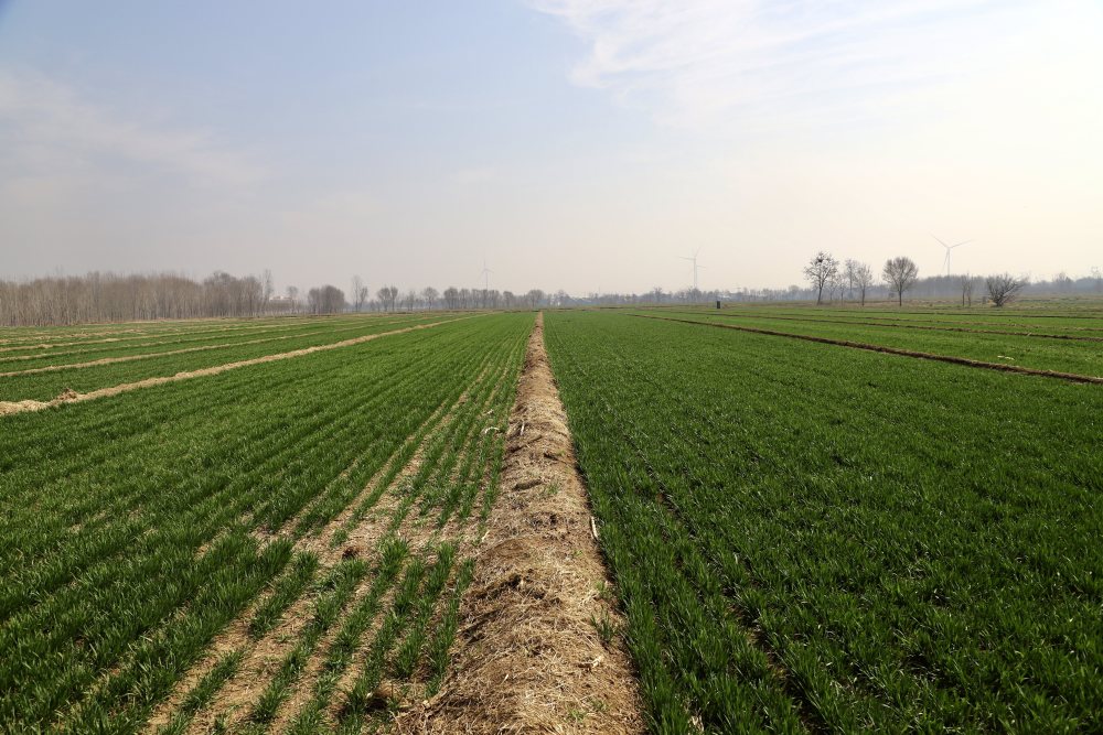 齐鲁田间看春耕之变