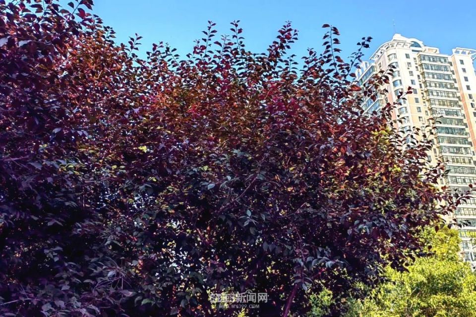 开始的时候这种树的叶子都是绿色的,但进入5月后,这些绿色的树叶就