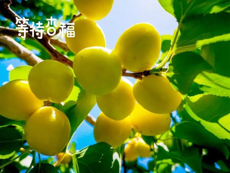 来自新疆,绿色无公害!挂在枝头的"白色蜂蜜"熟啦,尝鲜抓紧