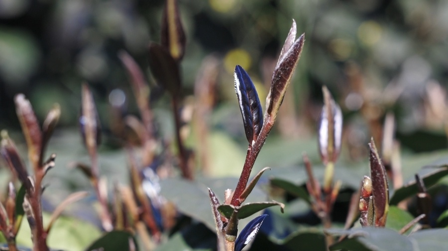 一斤卖上万元沐川紫茶是如何做到的