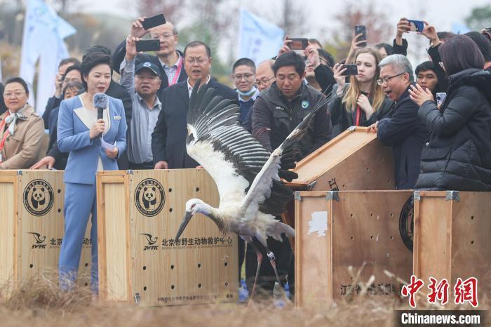 第三届鄱阳湖国际观鸟季举行救护候鸟放飞活动 60只候鸟"回家"