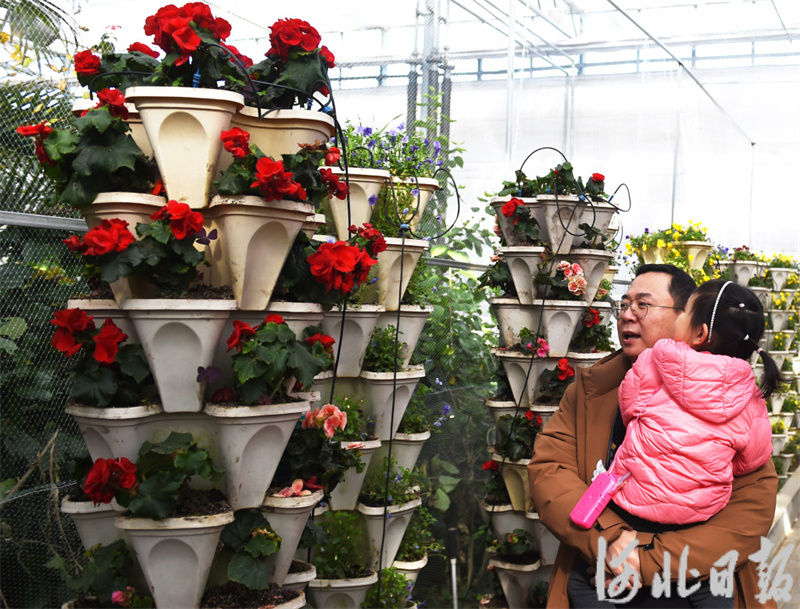 近日,游客在邢台市南和农业嘉年华花瓣式立体栽培区赏花.