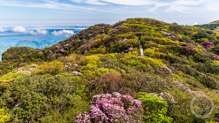 金佛山杜鹃花迎来盛花季