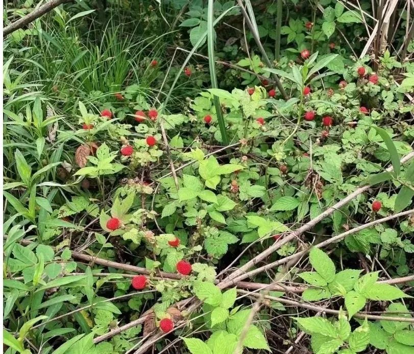 130元一斤!无锡街头正大量出现