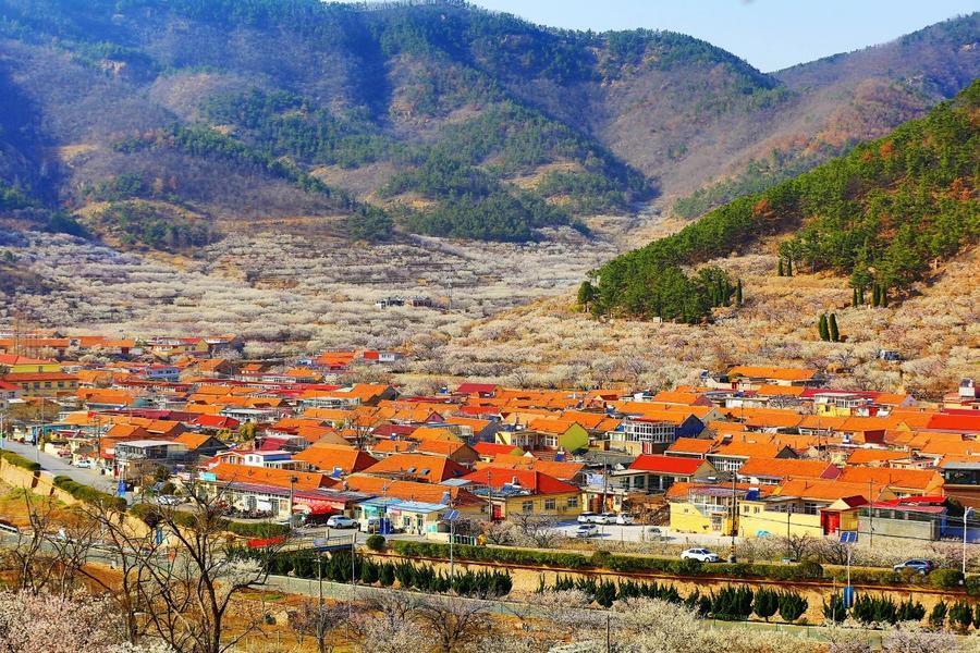 城阳山色峪樱桃花海约你来见