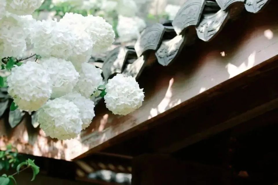 长在树上的"香草冰淇淋",你想来一口吗_腾讯新闻