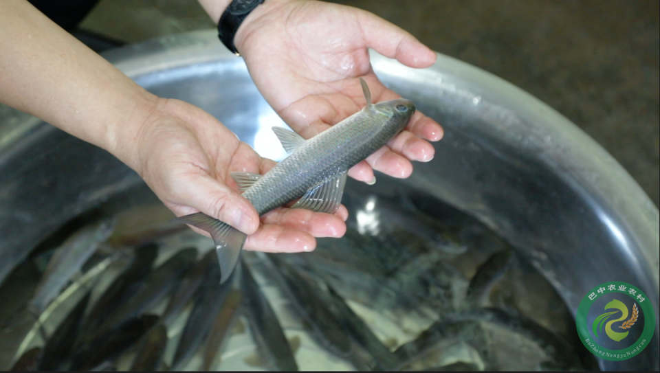 它,就是江口青鳙