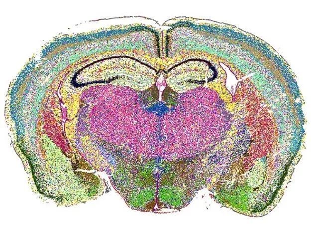 小鼠脑切片分区功能图图片