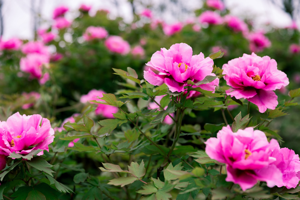 牡丹花开 "香"约垫江 2024年垫江牡丹文化节3月21日启幕_腾讯新闻
