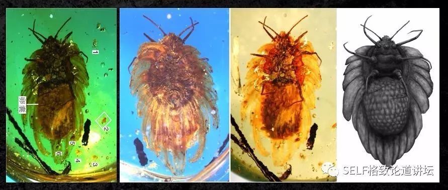 入了琥珀这个"坑",我才发现地球上曾经存在过这么奇特的生物 | 王博