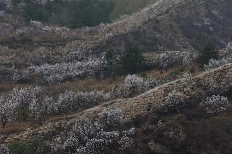 京西瑞云观山杏花迎来最佳观赏期