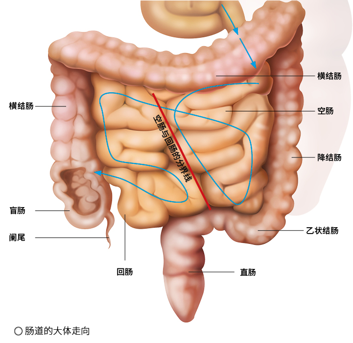 女性肠道图片大全图片