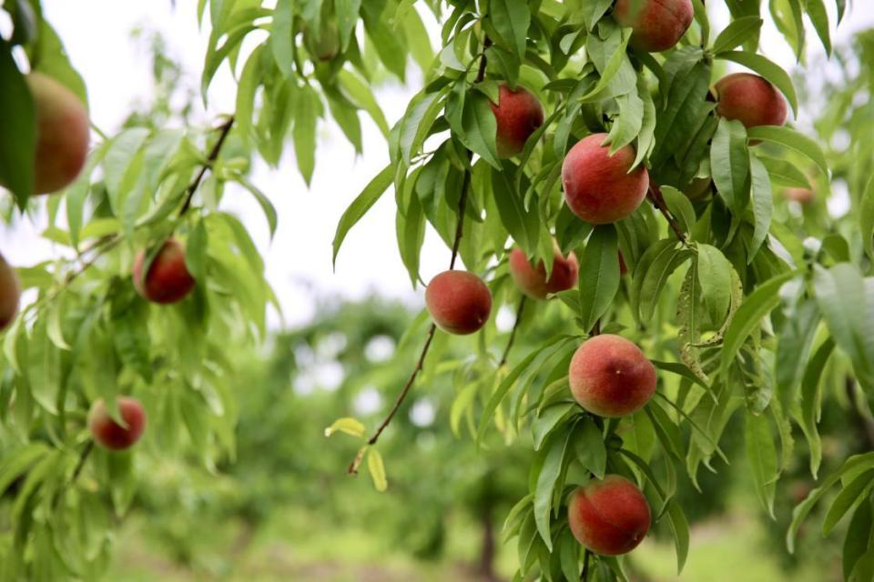 信阳市潢川县:"桃"满挂枝头 "甜蜜"产业助增收