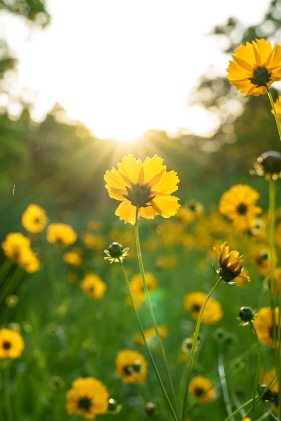 阳光下的小黄花,来场和大自然的恋爱
