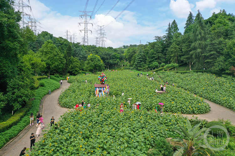 重庆植物园图片大全图片