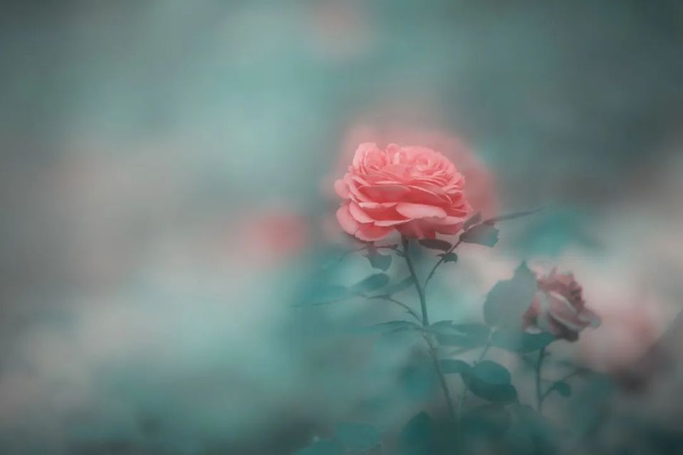 摄图网_500705139_娇艳欲滴的鲜花(企业商用).jpg