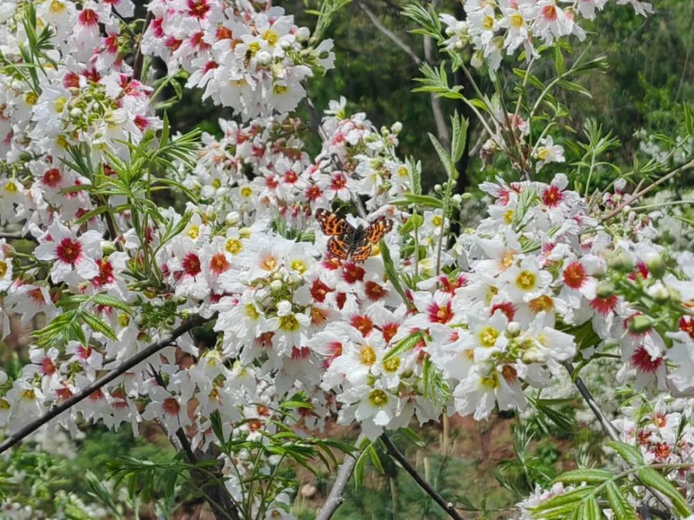 满树繁花,超级壮观!文冠花开,惊艳了初夏……_腾讯新闻