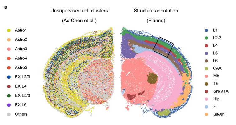 dlpfc,成年小鼠大脑半球冠状切片数据集 stereo-seq,小鼠海马体预处理