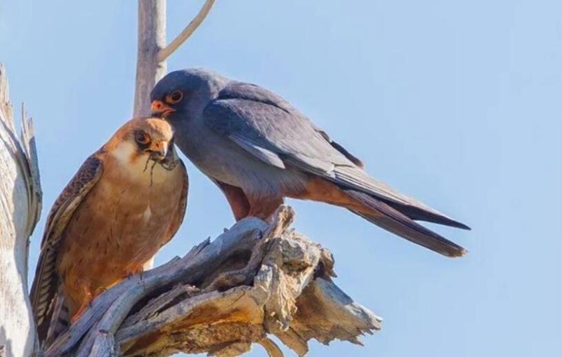 新疆生态好不好 鸟儿来投票