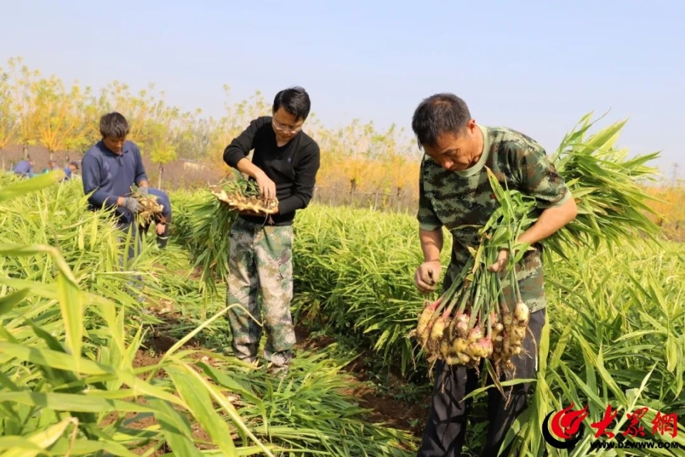 [南方生姜网-图片加载]