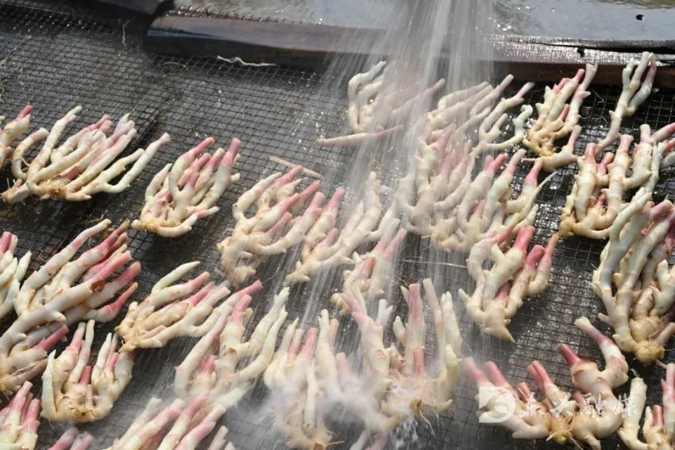 [南方生姜网-图片加载]