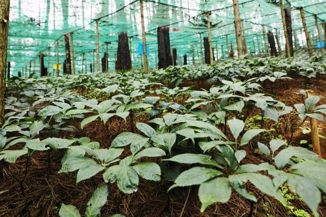 研发出良种和新品种13个！文山三七种质种源保护研发取得突破_腾讯新闻