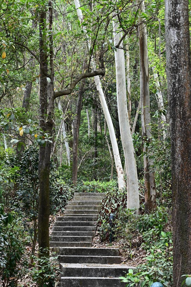 深圳enjoy|翠竹公园:闹市里觅幽竹清阴