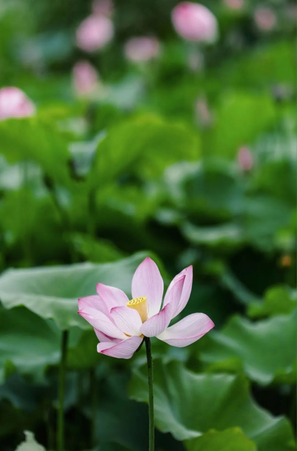 这片荷花已经盛放了5000年,一不小心,就会误闯花海仙境!