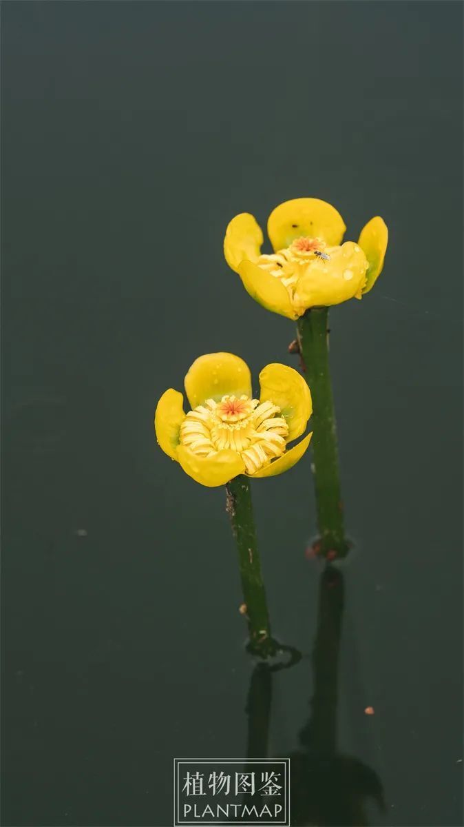 萍蓬草花照片图片