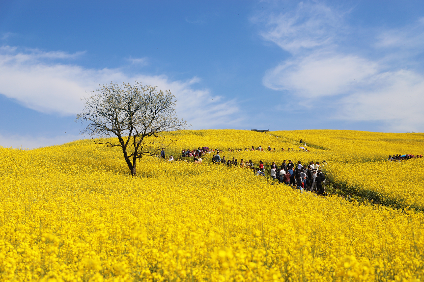 三秦四季汉中有约2024陕西最美油菜花海汉中旅游文化节3月15日启幕