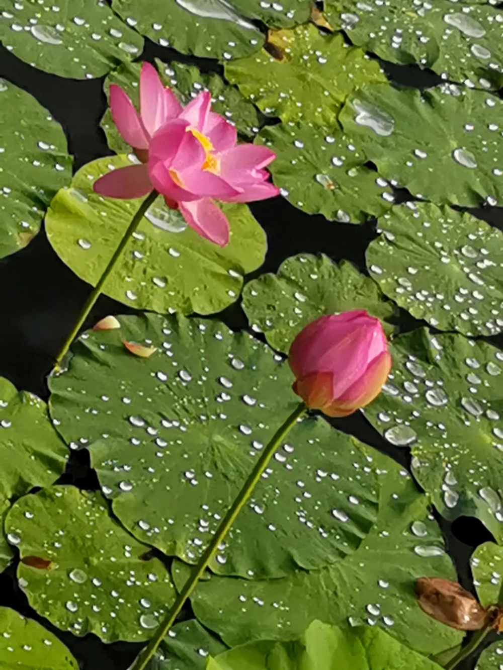 雨后荷花池图片图片