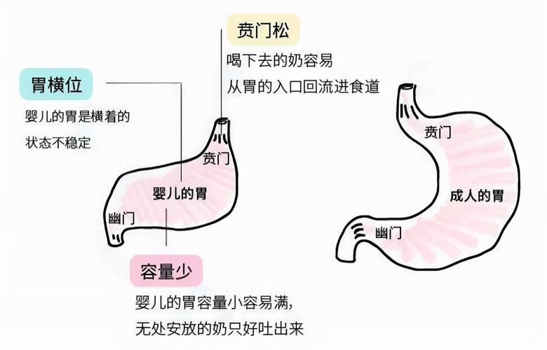 贲门松弛,消化道蠕动协调功能较差,易导致呕吐,新生儿常见溢乳,这属于