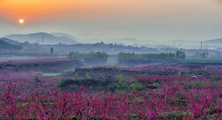 泰安肥城桃花节图片