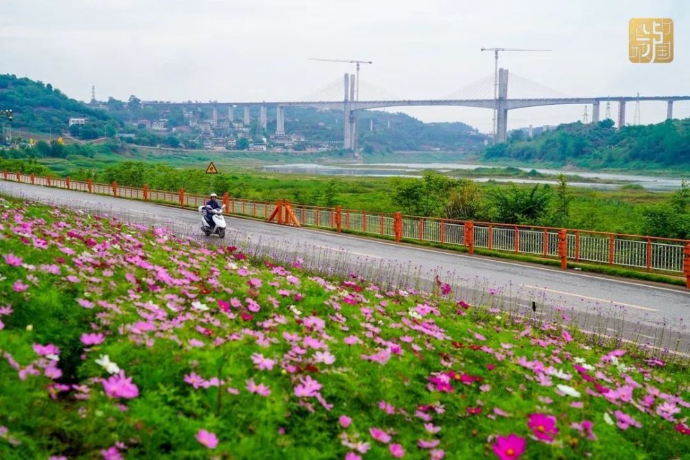 江阳区以沿沱江旅游道路为枢纽,融入旅游景点,网红农家